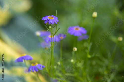 Soft focus delicate purple garden flowers