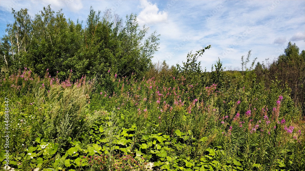 Meadow landscape. Various grasses bushes. Purple flowers Oriental goat's rue Galega orientalis. Russia Ural.