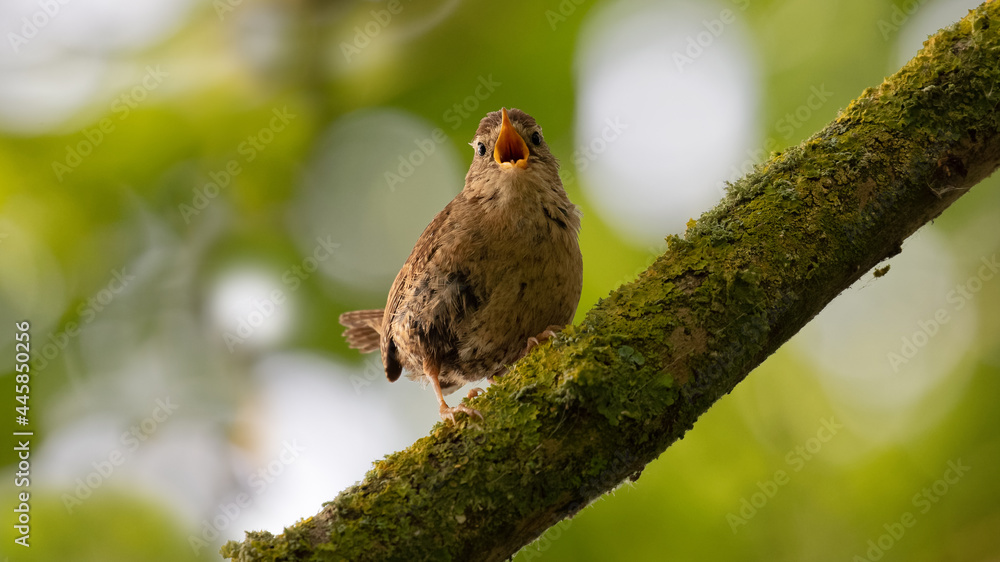 A single wren songbird singing on a branch A single wren songbird singing on a branch