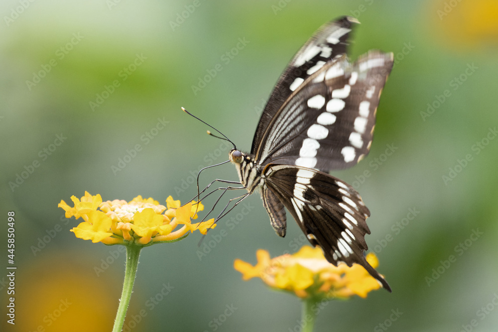 A beautiful tropical butterfly landing on a plant leaf A beautiful tropical butterfly landing on a plant leaf