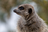A cute meercat portrait close up