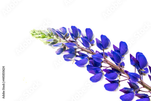blue lupine on a white isolated background