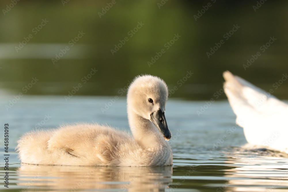 Young swan follow their mother on a sunny morning