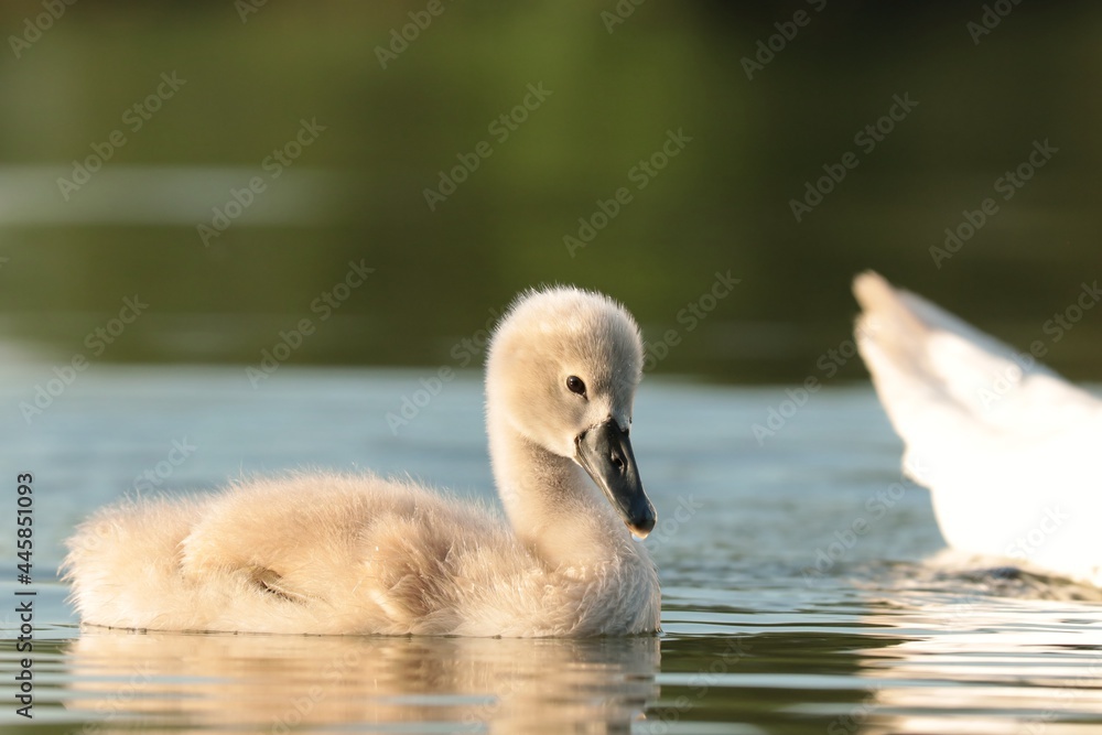 Young swan follow their mother on a sunny morning Young swan follow their mother on a sunny morning