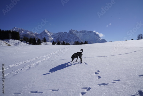 Spiringender Bardino Hund im Schnee