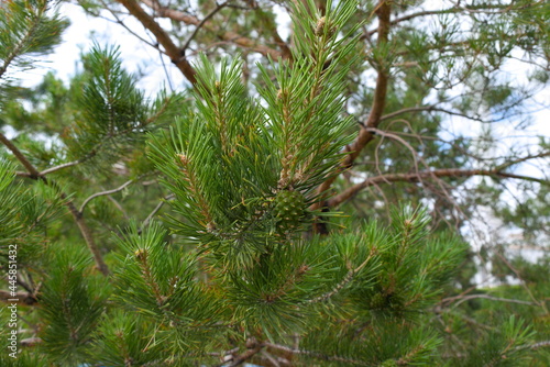 pine tree branches