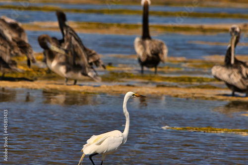 bird watching at Malibu creek