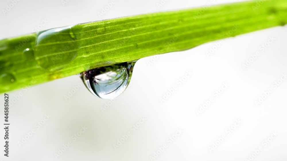 Water ads on bluegrass leaves Water ads on bluegrass leaves
