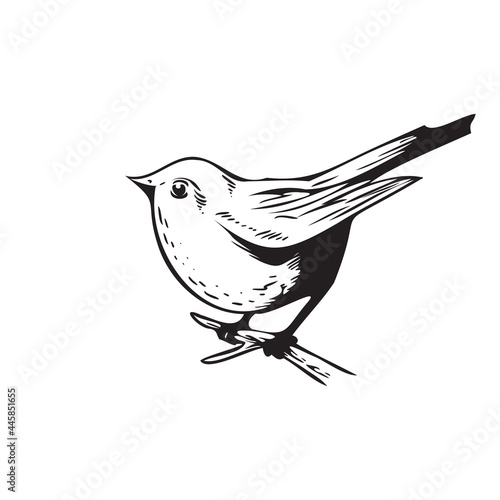 bird drawing vector