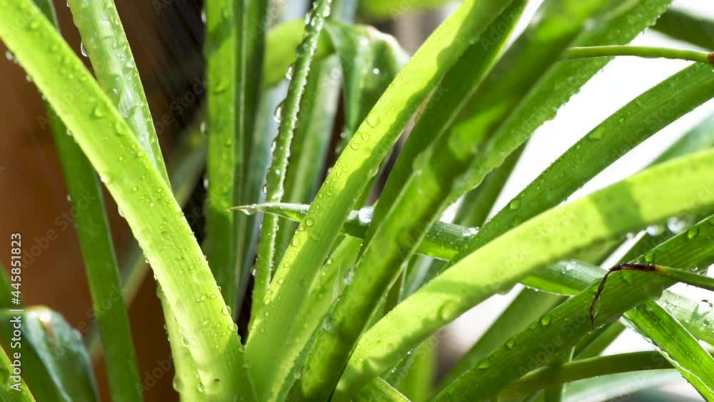 Plant orchid grass, spray water and pour flowers Plant orchid grass, spray water and pour flowers