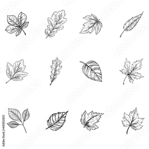 set of leaves silhouettes isolated on a white background