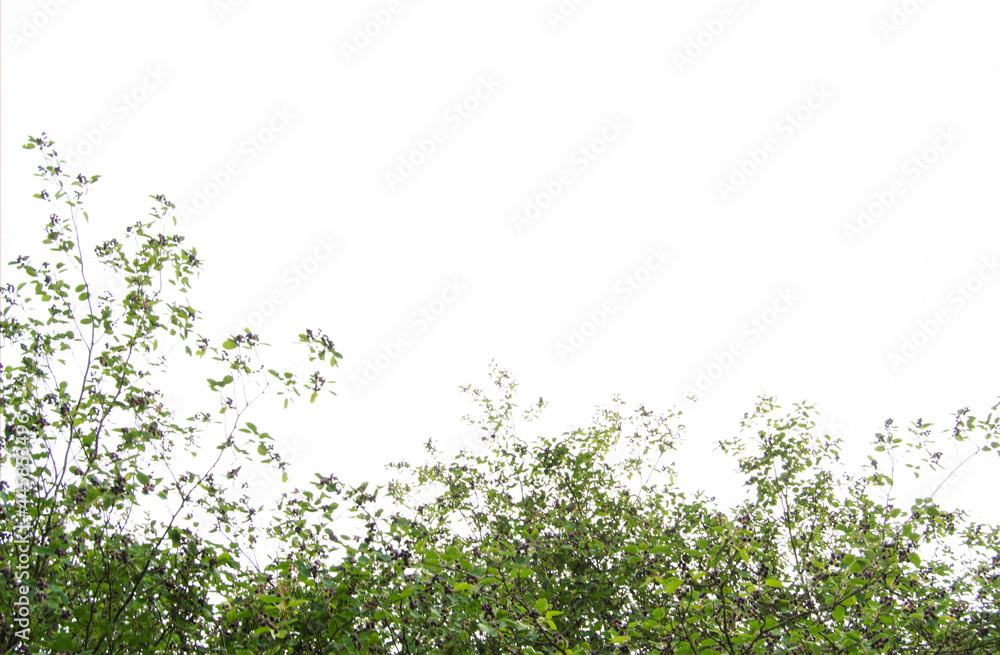 Fototapeta premium The tree has beautiful leaves. Isolated branches on a white background