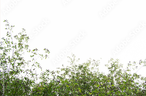 The tree has beautiful leaves. Isolated branches on a white background