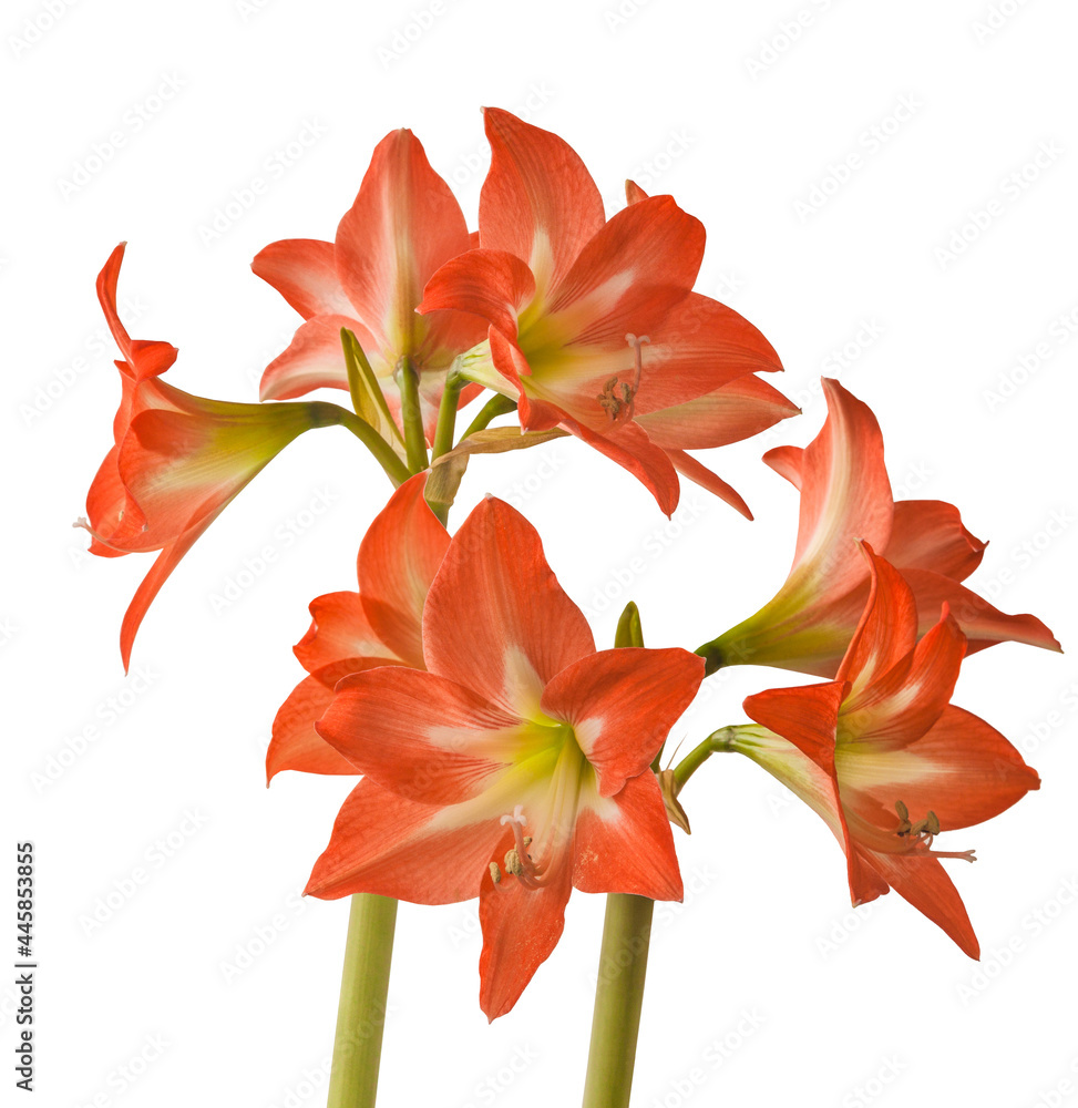 Fototapeta premium Amaryllis (Hippeastrum)