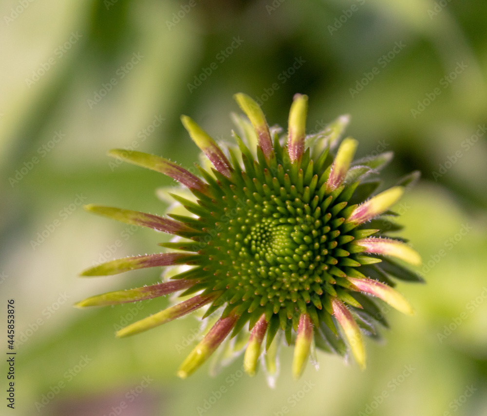 Sonnenhut (Echinacea purpurea, purpur Sonnenhut) Juli 2021 Sonnenhut (Echinacea purpurea, purpur Sonnenhut) Juli 2021