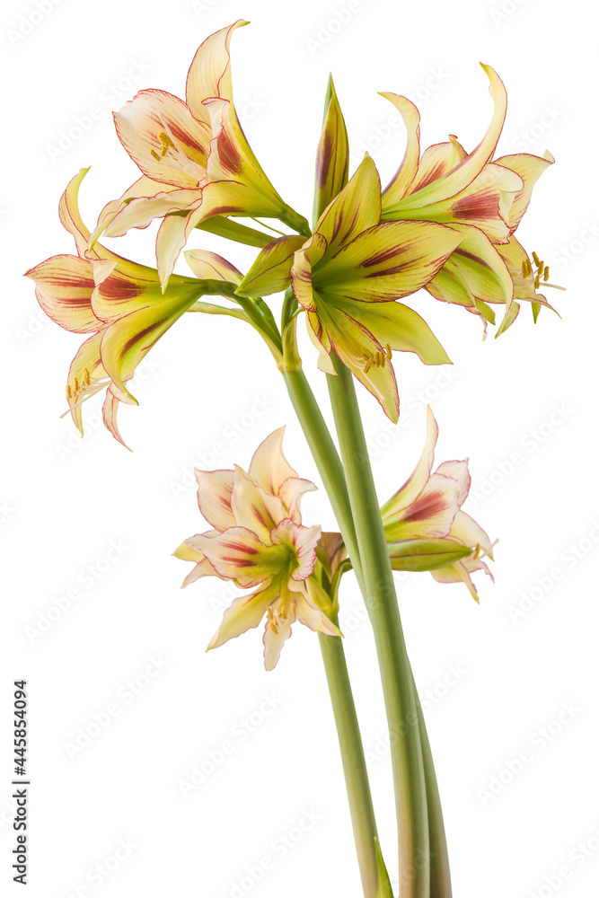 Fototapeta premium Amaryllis (Hippeastrum) 