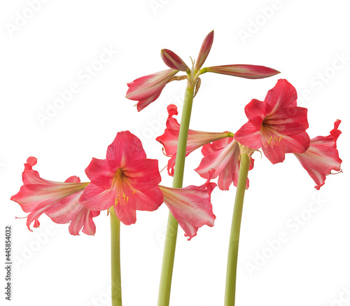 Hippeastrum (amaryllis) sonatini "Hot Lips" on a white background