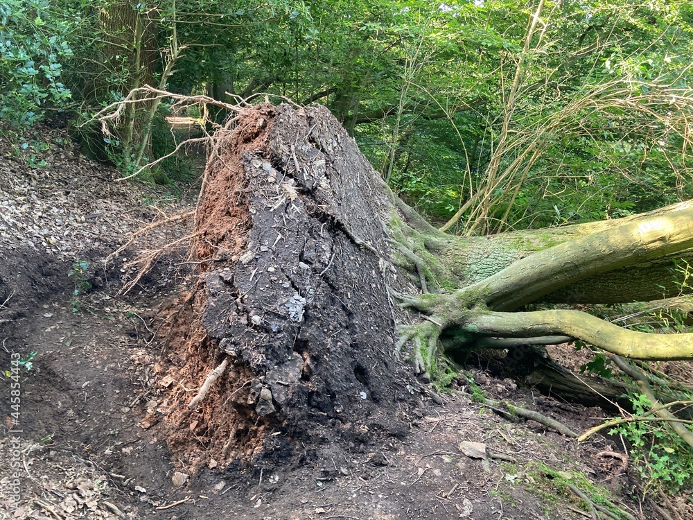 Entwurzelter Baum im Waldweg versperrt Waldweg Entwurzelter Baum im Waldweg versperrt Waldweg