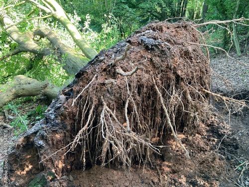 Wurzel einens umgefallenen Baumes nach Unwetter im Wald