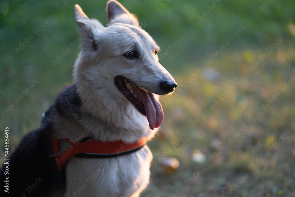 Obraz premium Portrait of a dog in the park. against the background of the grass.