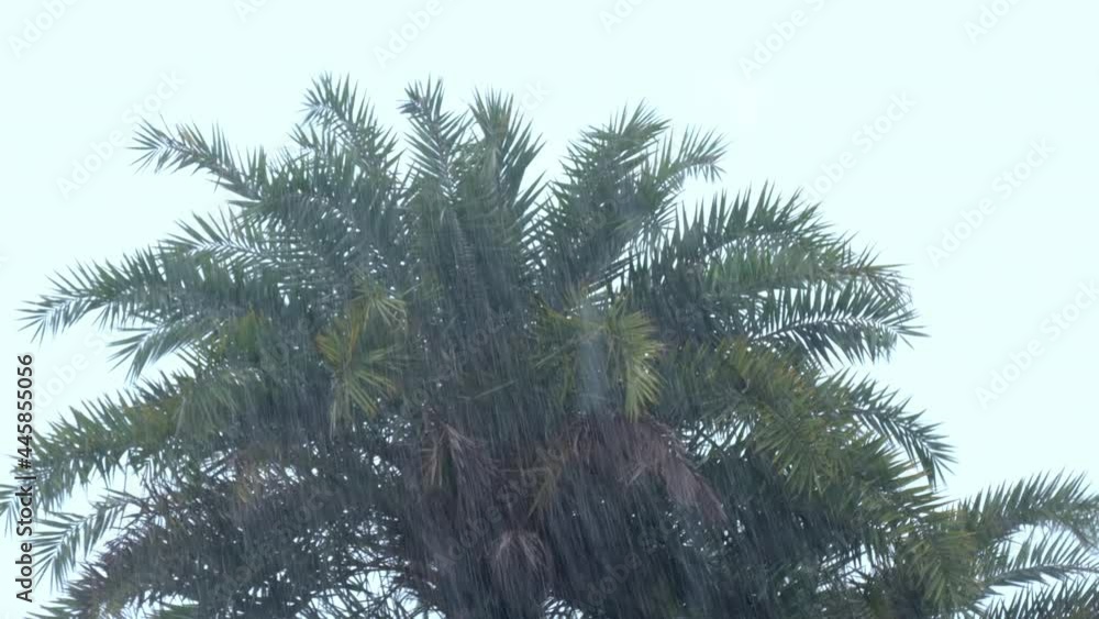 Raindrops falling in tropical forest. Raindrops falling in tropical forest.