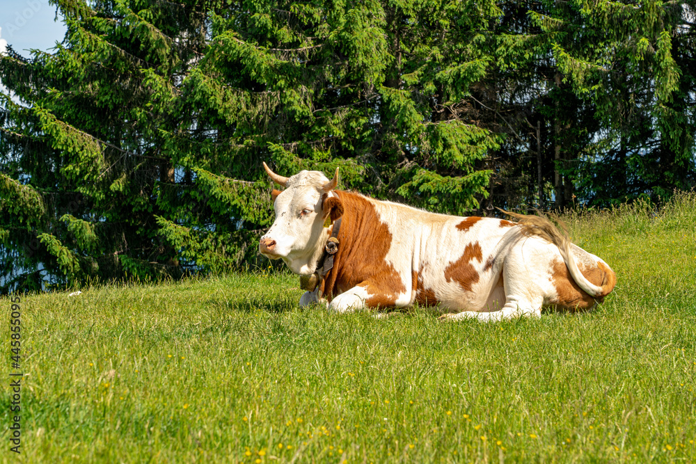 Kuh auf einer Weide am Waldrand