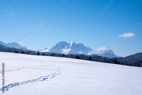 Spiringender Bardino Hund im Schnee © SchwarzfischerMiriam