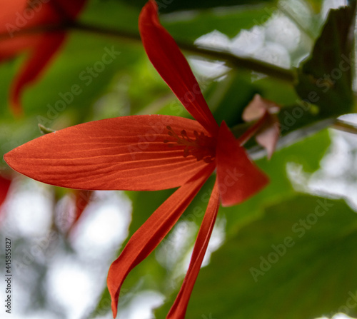 Begonia, boliviensis Bonfire, Juli 2021