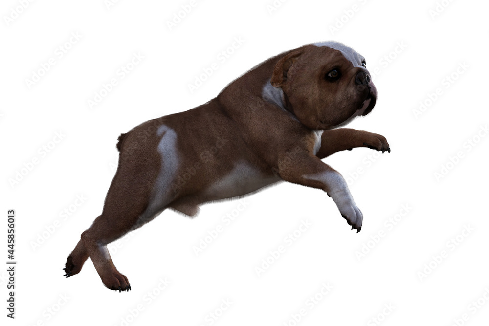 Obraz premium Baxter the English Bulldog Poses for Your Scenes. Image specially designed for collage, isolated on white background. 3d illustration. 3d rendering.