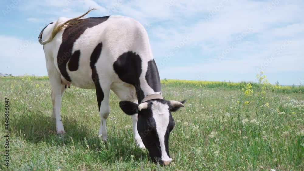 Black and White Cow Grazing in Field with Green Grass. Cow Stand On Background Of Blue Sky With Clouds Black and White Cow Grazing in Field with Green Grass. Cow Stand On Background Of Blue Sky With Clouds