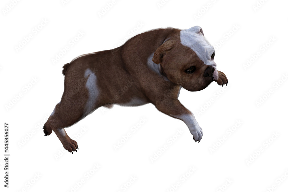Baxter the English Bulldog Poses for Your Scenes. Image specially designed for collage, isolated on white background. 3d illustration. 3d rendering. Baxter the English Bulldog Poses for Your Scenes. Image specially designed for collage, isolated on white background. 3d illustration. 3d rendering.