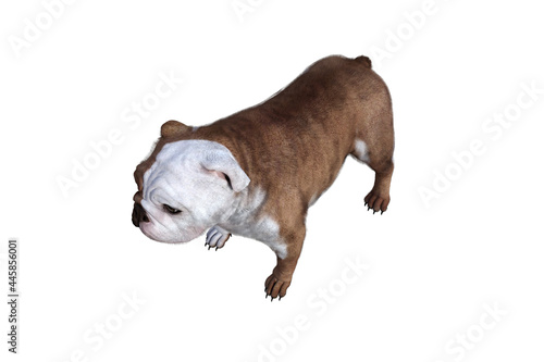 Baxter the English Bulldog Poses for Your Scenes. Image specially designed for collage  isolated on white background. 3d illustration. 3d rendering.