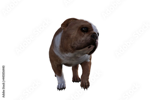 Baxter the English Bulldog Poses for Your Scenes. Image specially designed for collage  isolated on white background. 3d illustration. 3d rendering.