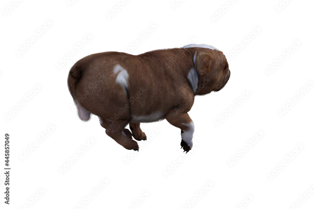 Obraz premium Baxter the English Bulldog Poses for Your Scenes. Image specially designed for collage, isolated on white background. 3d illustration. 3d rendering.