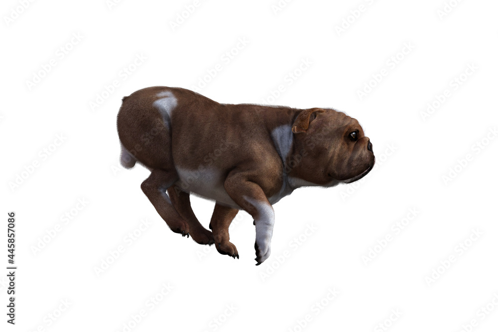 Baxter the English Bulldog Poses for Your Scenes. Image specially designed for collage, isolated on white background. 3d illustration. 3d rendering. Baxter the English Bulldog Poses for Your Scenes. Image specially designed for collage, isolated on white background. 3d illustration. 3d rendering.