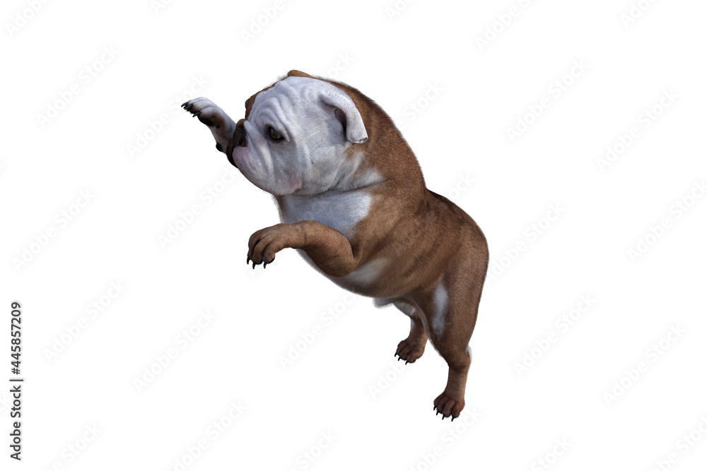 Baxter the English Bulldog Poses for Your Scenes. Image specially designed for collage, isolated on white background. 3d illustration. 3d rendering. Baxter the English Bulldog Poses for Your Scenes. Image specially designed for collage, isolated on white background. 3d illustration. 3d rendering.