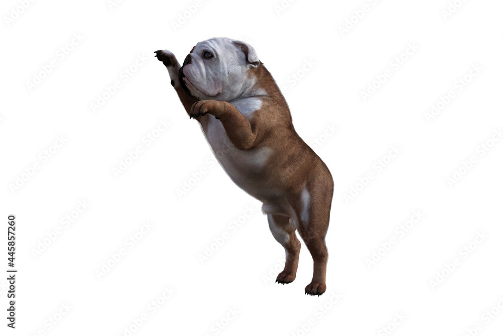 Fototapeta premium Baxter the English Bulldog Poses for Your Scenes. Image specially designed for collage, isolated on white background. 3d illustration. 3d rendering.