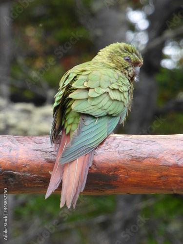 Austral parakeet. The most southerly distributed of all parrots, this specimen was found near Ushuaia. photo