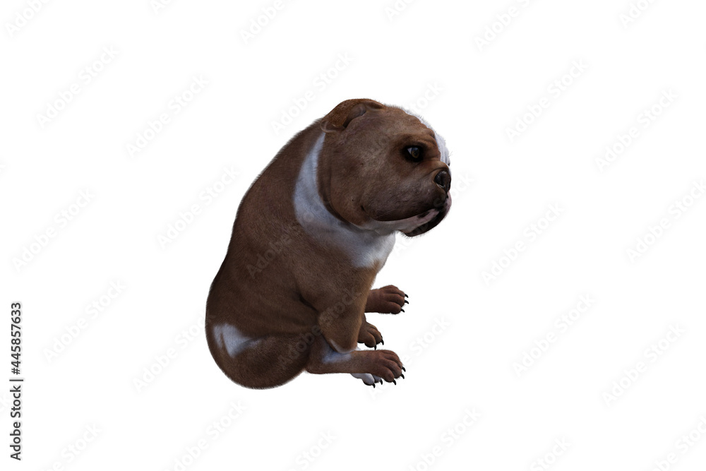 Obraz premium Baxter the English Bulldog Poses for Your Scenes. Image specially designed for collage, isolated on white background. 3d illustration. 3d rendering.