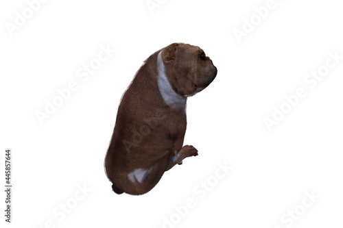 Baxter the English Bulldog Poses for Your Scenes. Image specially designed for collage  isolated on white background. 3d illustration. 3d rendering.