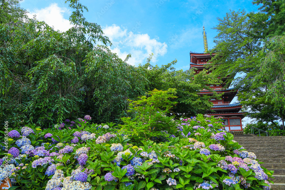 千葉県松戸市 本土寺と紫陽花の風景 Stock Photo Adobe Stock 千葉県松戸市 本土寺と紫陽花の風景 Stock Photo Adobe Stock