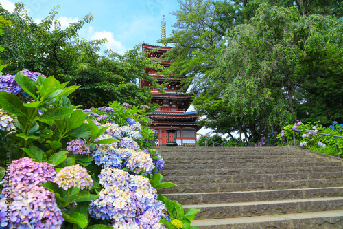 【千葉県松戸市】本土寺と紫陽花の風景