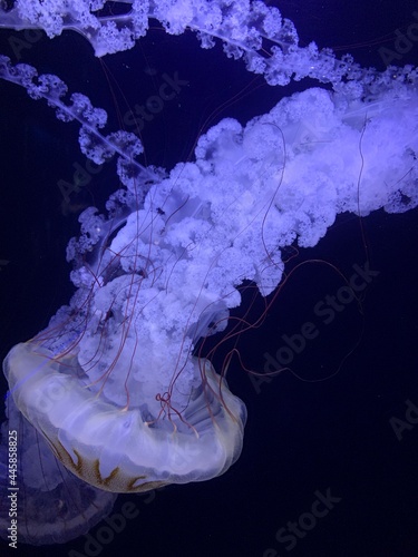 jellyfish
