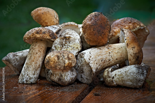 Fresh porcini mushrooms on rustic wooden background