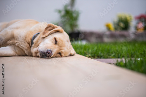 Cane labrador che dorme photo