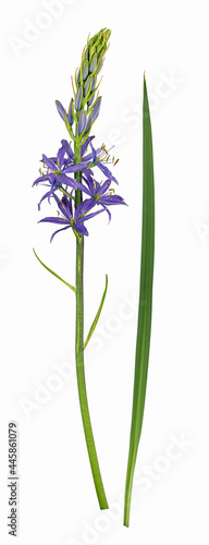 Essbare Prärielilie (Camassia quamash), Blüte, Blatt, freigestellt, Deutschland