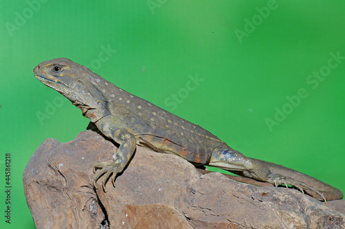 The head part of the  butterfly agamid (Leiolepis belliana) that looks scary. photo