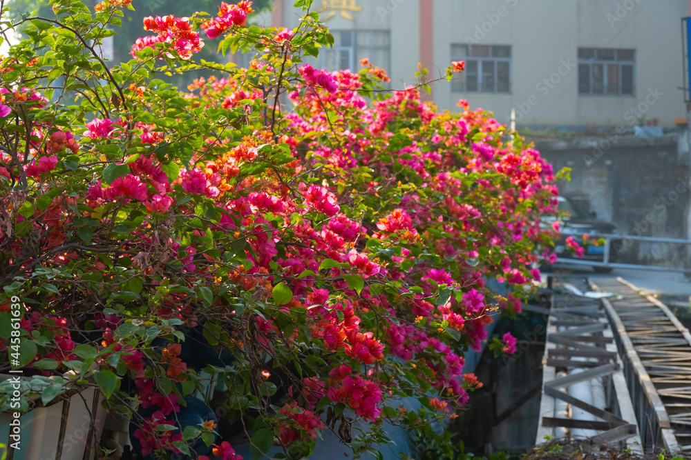 beautiful blooming Bougainvillea spectabilis Willd