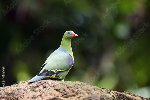 The African green pigeon (Treron calvus) sitting on a thick branch with a colorful jungle background. Green pigeon in the yeast, however in the natural environment. Green pigeon with red oats.