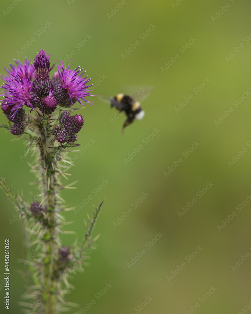 Trzmiel podlatujacy do kwiatu ostu